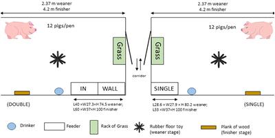 Comparison of single- and double-spaced feeders with regard to damaging behavior in pigs